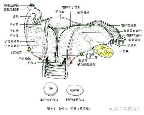 女性人體|人體解剖學女性生殖系統 女性生殖系統